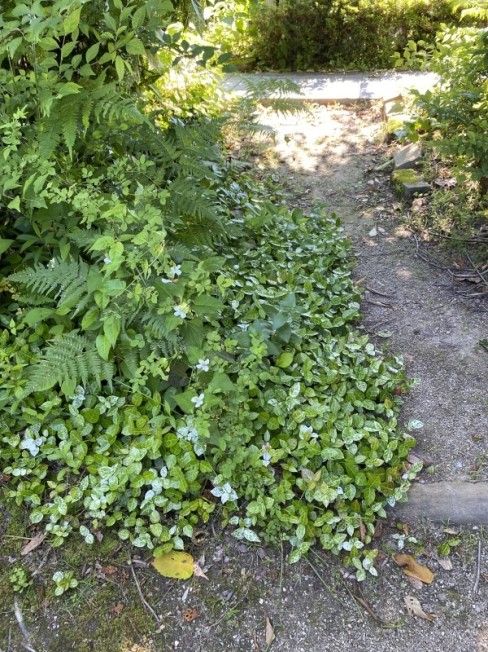 庭の緑どくだみ