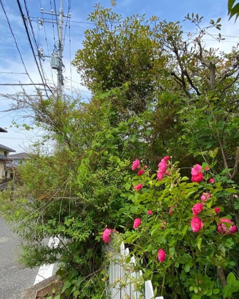 庭のアンジェラ