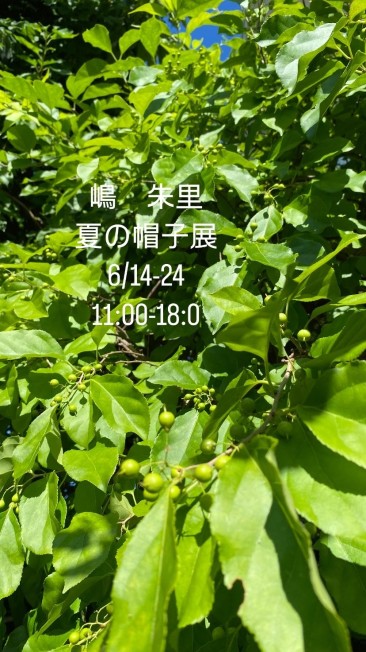 嶋朱里てんツルウメモドキ